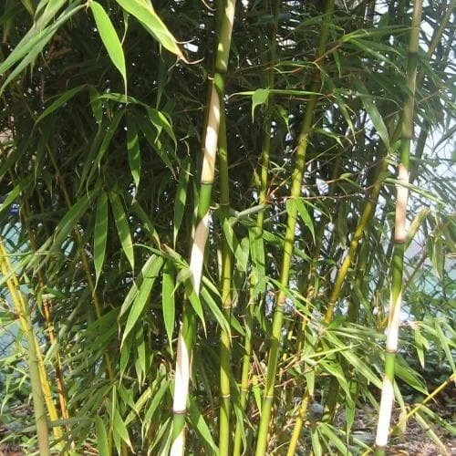 Fargesia Robusta Campbell - Image 2