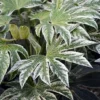 Fatsia Japonica Spider's Web