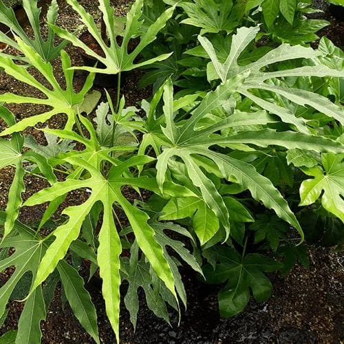 Fatsia Polycarpa Green Fingers - Image 2