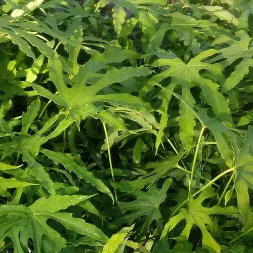 Fatsia Polycarpa Green Fingers - Image 4