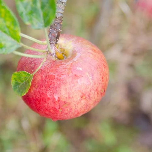 Apple Fiesta - Image 2