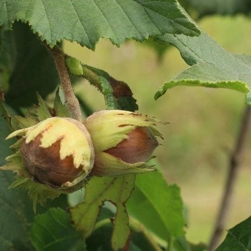 Filbert - Corylus Avellana Hall’s Giant - Image 2