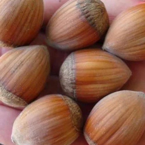 Filbert - Corylus Avellana Hall’s Giant - Image 3