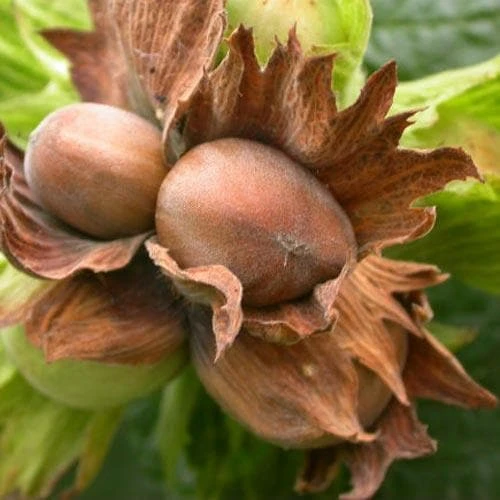 Filbert - Corylus Avellana Hall’s Giant - Image 4