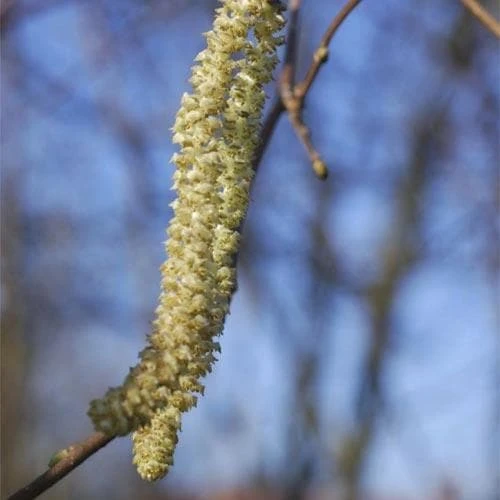 Filbert - Corylus Avellana Hall’s Giant - Image 5