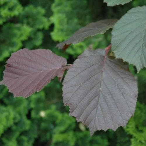 Filbert - Corylus Maxima Purpurea - Image 3