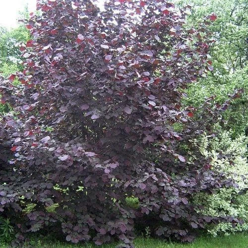 Filbert - Corylus Maxima Purpurea - Image 2