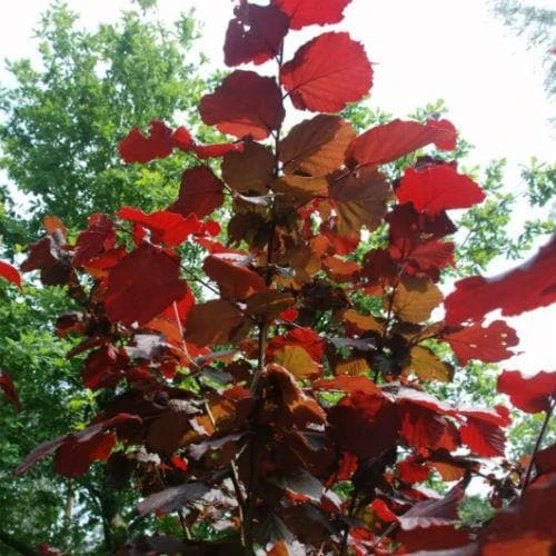 Filbert - Corylus Maxima Red Filbert - Image 2