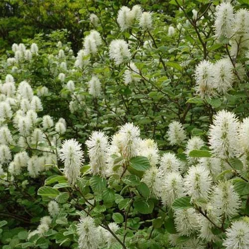 Fothergilla Intermedia Mount Airy - Image 4