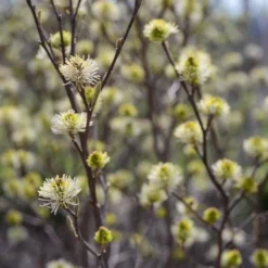 Fothergilla X Intermedia Blue Shadow