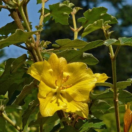 Fremontodendron California Glory - Image 4