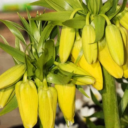 Fritillaria Imperialis Maxima Lutea - Image 4