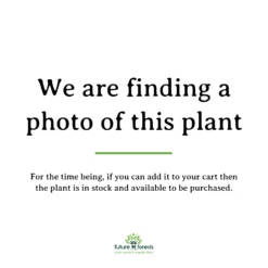 Cryptomeria Japonica Araucarioides