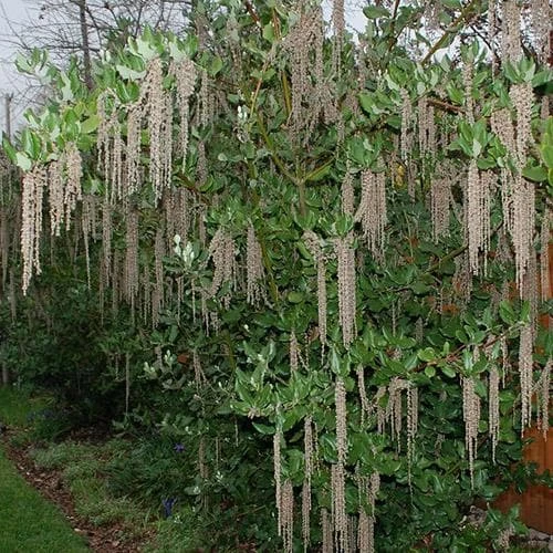Garrya Elliptica James Roof - Image 2