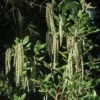 Garrya Elliptica James Roof