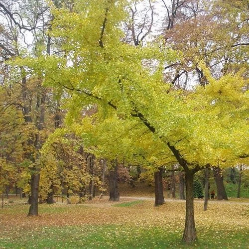 Ginkgo Biloba Horizontalis