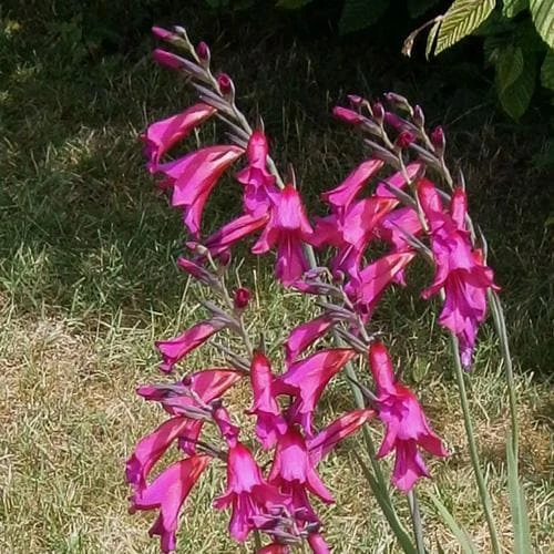 Gladiolus Communis Ssp. Byzantinus - Image 3