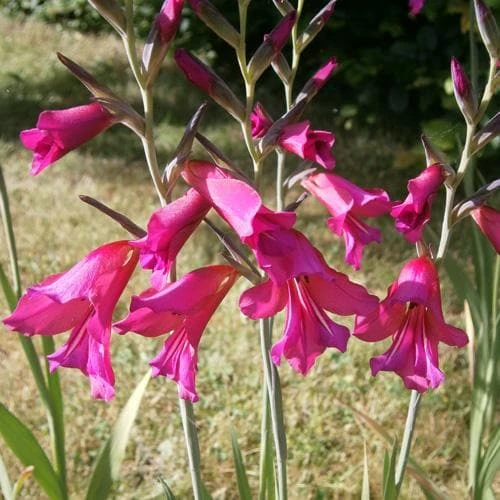 Gladiolus Communis Ssp. Byzantinus - Image 4