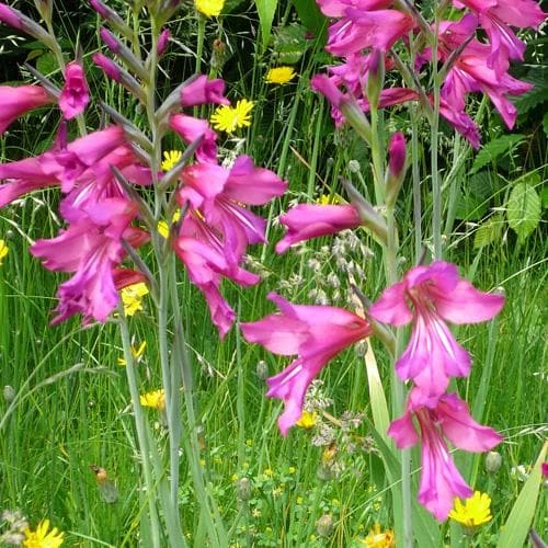 Gladiolus Communis Ssp. Byzantinus - Image 5