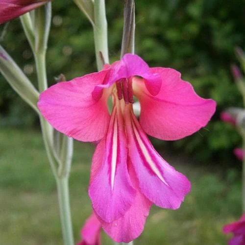 Gladiolus Communis Ssp. Byzantinus - Image 6