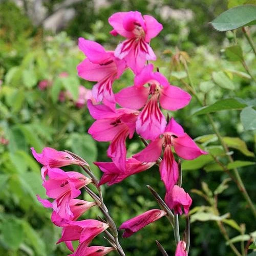 Gladiolus Communis Ssp. Byzantinus - Image 7