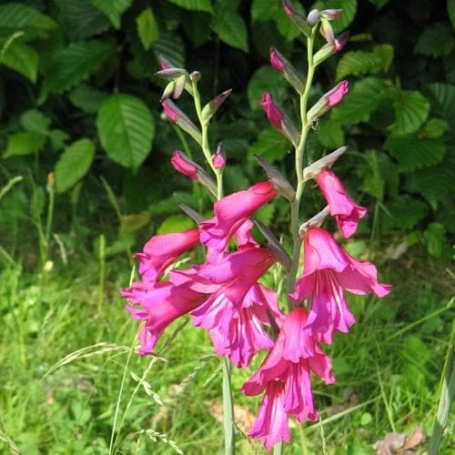 Gladiolus Communis Ssp. Byzantinus - Image 2