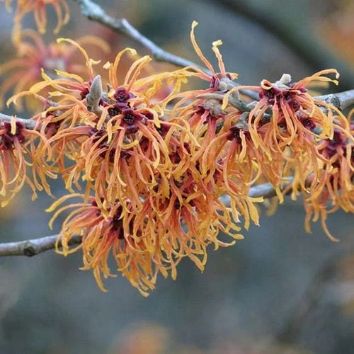 Hamamelis X Intermedia Jelena - Image 4