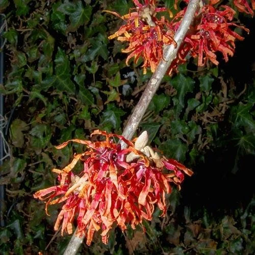Hamamelis X Intermedia Diane - Image 3