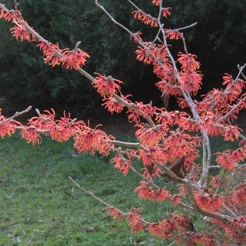 Hamamelis X Intermedia Diane - Image 2