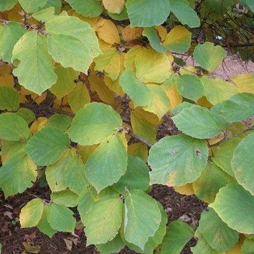 Hamamelis X Intermedia Diane - Image 4