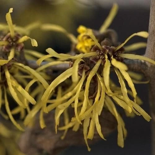 Hamamelis X Intermedia Westerstede - Image 2