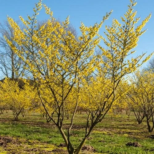 Hamamelis X Intermedia Westerstede - Image 4