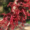 Hamamelis X Intermedia Birgit