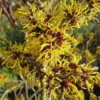 Hamamelis X Intermedia Ripe Corn