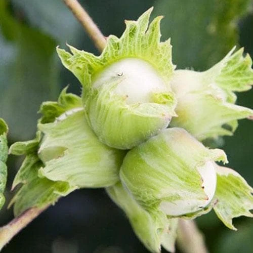 Cobnut - Corylus Avellana Cosford Cob - Image 2