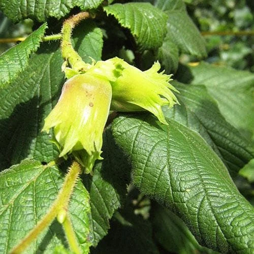 Cobnut - Corylus Avellana Cosford Cob - Image 3