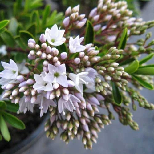 Hebe Buxifolia Nana - Image 2