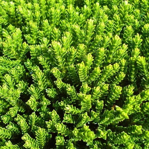 Hebe Buxifolia Nana - Image 3