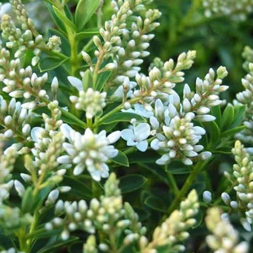 Hebe Buxifolia Nana - Image 4