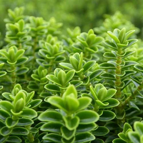 Hebe Buxifolia Nana - Image 5