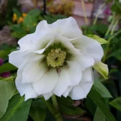 Helleborus X Hybridus Double Anna White