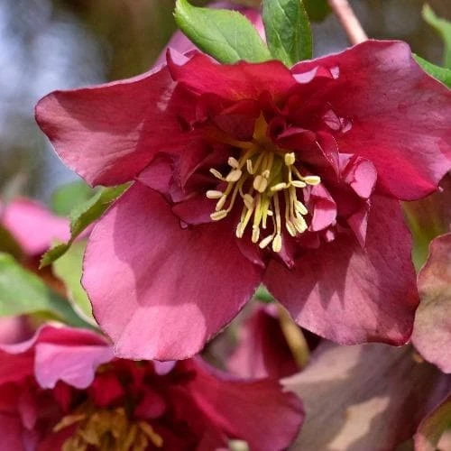 Helleborus X Hybridus Double Anna Red - Image 3