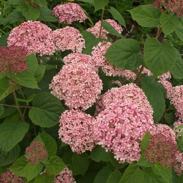 Hydrangea Arborescens Pink Annabelle