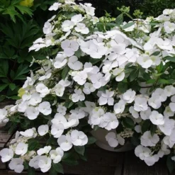 Hydrangea Macrophylla Runaway Bride