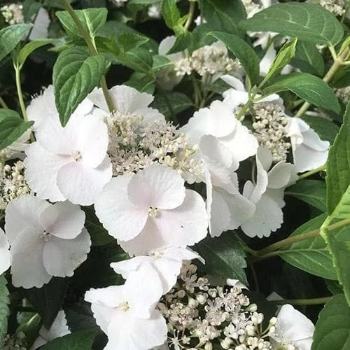 Hydrangea Macrophylla Runaway Bride - Image 2