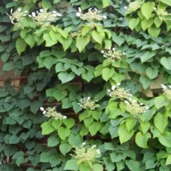 Hydrangea Anomala Brookside Littleleaf