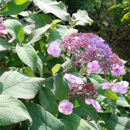 Hydrangea Aspera Anthony Bullivant - Image 2
