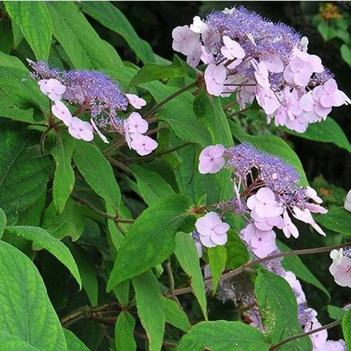 Hydrangea Aspera Anthony Bullivant - Image 3