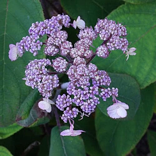 Hydrangea Aspera Anthony Bullivant - Image 4