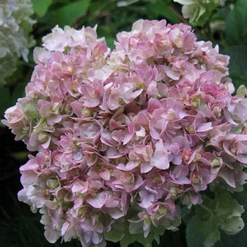 Hydrangea Involucrata Yokudanka - Image 3